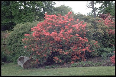 Rhododendron 'Pallas'