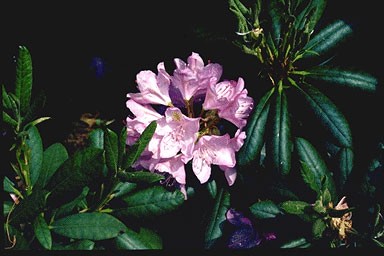 Rhododendron 'Parsons Gloriosu
