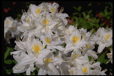 Rhododendron 'Persil'