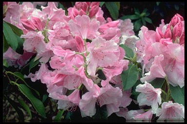 Rhododendron 'Pink Pearl'