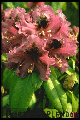 Rhododendron 'Purple Splendour
