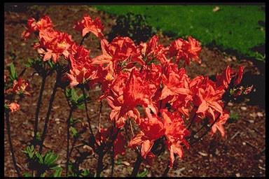 Rhododendron 'Satan'