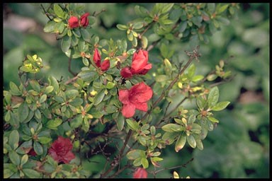 Rhododendron 'Stewartstown'