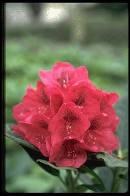 Rhododendron 'Toreador'