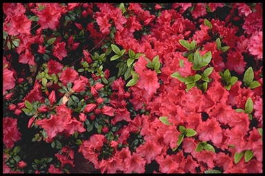 Rhododendron 'Vuyk'S Scarlet'