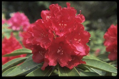 Rhododendron 'Wilgen'S Ruby'