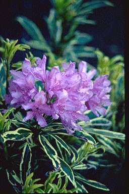 Rhododendron pont. 'Variegatum