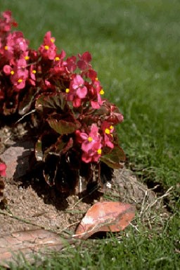 Begonia semperflorens