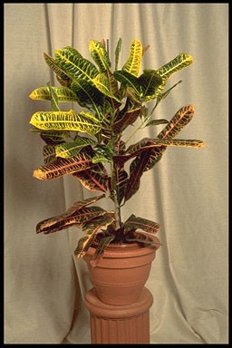 Codiaeum variegatum