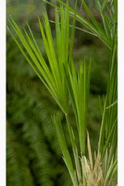 Cyperus alternifolius 'Zumula'