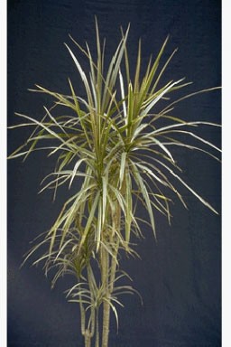 Dracaena marginata 'Tricolor'