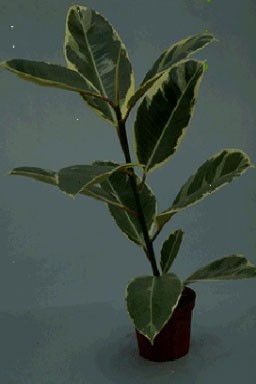 Ficus elastica 'Variegata'