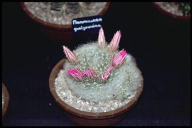 Mammillaria guelzowiana
