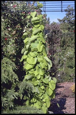 Aristolochia macrophylla