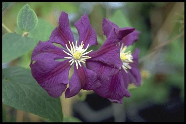 Clematis h. 'Etoile Violette'