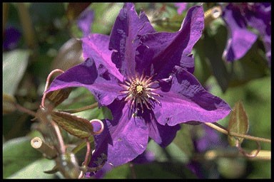 Clematis h. 'The President'