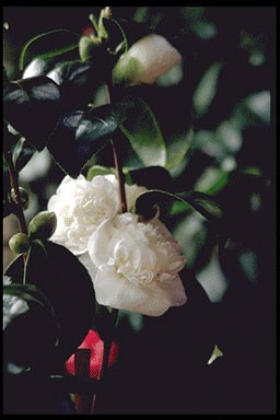 Camellia japonica 'Nobilissima
