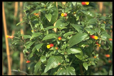 Manettia bicolor