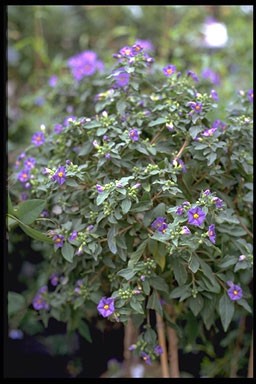 Solanum rantonnetii 'Charles Blue'