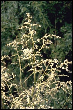 Artemisia lactiflora 'Guizho'