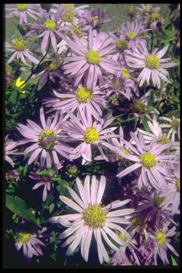 Aster amellus 'Dr. Otto Petsch