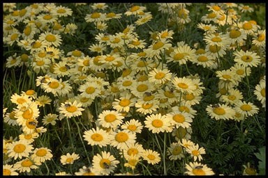 Chrysanthemum coccineum