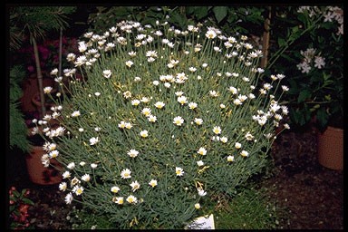 Chrysanthemum frutescens