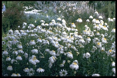 Chrysanthemum m. 'Wirral Supre