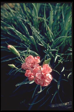 Dianthus allwoodii 'Helen'