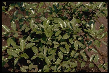 Elaeagnus augustifolia