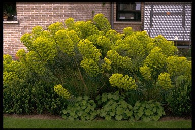 Euphorbia characias ssp. wulfenii