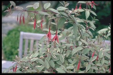 Fuchsia magellanica 'Variegata