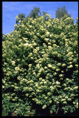 Hydrangea panicu. 'Grandiflora'
