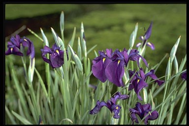 Iris kaempferi 'Variegatus'