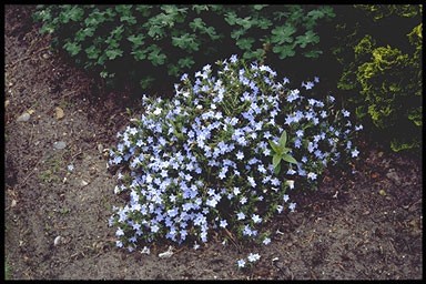 Lithodora diff. 'Cambridge Blue'