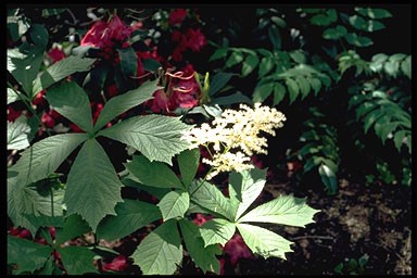 Rodgersia podophylla 'Pagode'