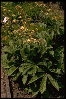 Rodgersia sambucifolia