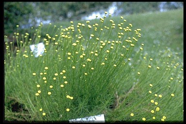 Santolina rosmarinifolia