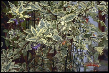 Solanum dulcamara 'Variegatum'