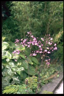 Thalictrum rochebrunianum