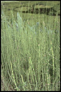 Equisetum fluviatilis