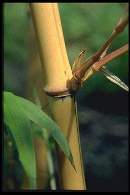 Phyllostachys vivax aureosulcata