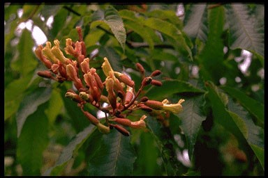 Aesculus mutabilis 'Penduliflora'