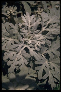 Artemisia steller. 'Mori's Form'