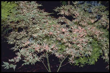 Acer palmatum 'Beni-shichi-henge'