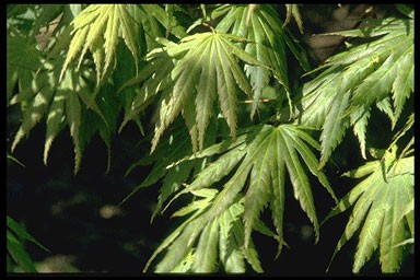 Acer palmatum 'Heptalobum'