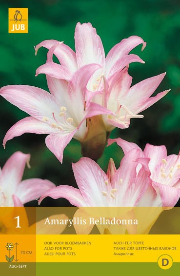 Amaryllis 'Belladonna'