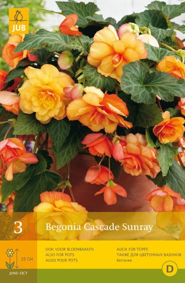Begonia 'Cascade Sunray'