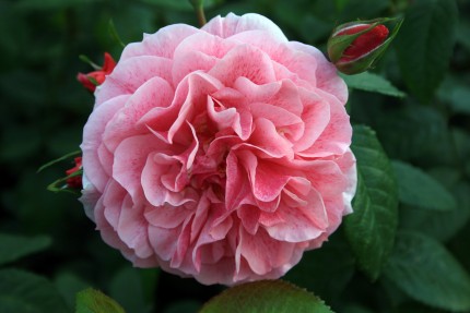 Rosa 'Camelot'