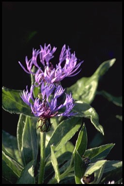 Centaurea montana 'Grandiflora'